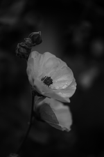 Stockrose schwarz weiß.webp