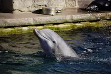 Delphin.webp