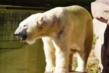 Eisbär.webp
