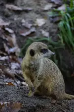 Erdhörnchen.webp