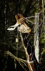 Giraffe.webp
