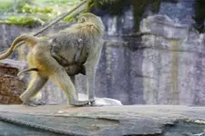 Pavian mit Baby.webp
