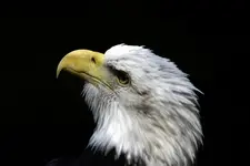 Seeadler.webp