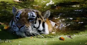 Tiger.webp