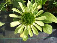 green jewel.webp