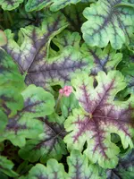 heucherella viking ship.webp