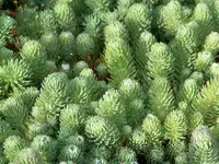 sedum foresterianum ssp. elegans Silver Stone.webp