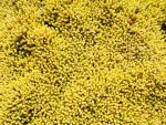 sedum acre aureum.jpg