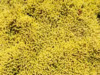 sedum acre aureum.webp