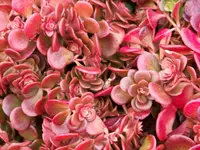 sedum Coral Reef.webp