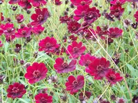 schokoblume.webp