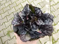 P1220840.webp