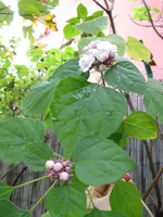 003.webp