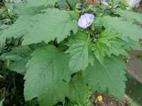 CIMG1738.webp