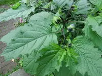 CIMG1736.webp