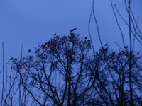 Krähen_0011.webp