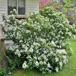 Copy of IMG_3512v.webp