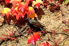 Stare_00012.webp
