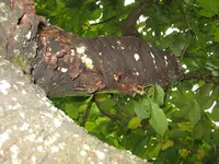 Kirschbaum4.webp