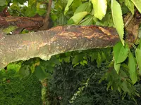 Kirschbaum3.webp