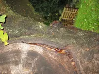 Kirschbaum2.webp
