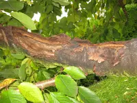 Kirschbaum1.webp