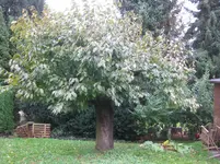 Kirschbaum_ganz.webp