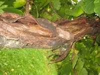 Kirschbaum5.webp
