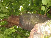 Kirschbaum6.webp