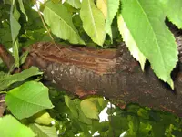 Kirschbaum7.webp