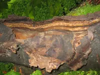 Kirschbaum8.webp