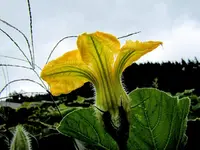 Copy of Copy of IMG_1835v.webp