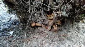 hallimasch an konifere.webp