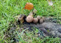 hallimasch an wurzel.webp