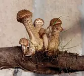 hallimasch auf wurzel.webp