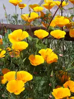 101kalifornischer goldmohn.webp