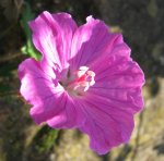 24.okt. 2014 geranium.jpg