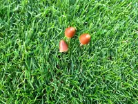 Pilze Rasenmaster Uebersicht.webp