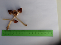 Pilze Rasenmaster Detail.webp