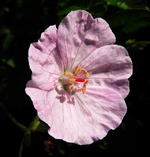 apfelblüte 24.0kt.2014.webp