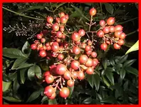 010.webp