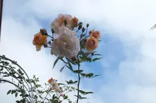 DSCF8684.webp