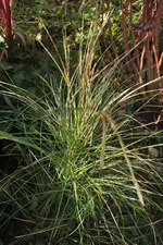 kleines misc.webp