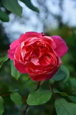 DSC_3162.webp