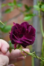 DSC_3163.webp