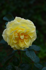 DSC_3164.webp