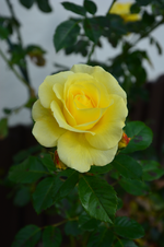 DSC_3171.webp