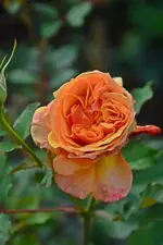 DSC_3173.webp