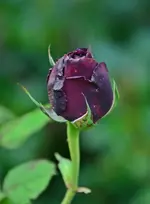 DSC_3174.webp