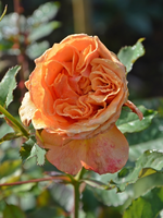 DSC_3178.webp